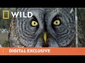 The Great Grey Owl Takes A Deadly Plunge America The Beautiful National Geographic WILD UK