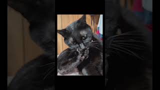 老犬と黒猫ユニークで満足な暮らし#愛犬ピット#黒猫ロック#愛しき日々