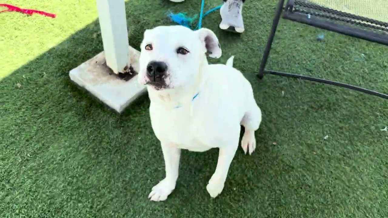 Enlarge Leanna, a ADOPTABLE German Shepherd Dog in Wasco, CA video 6/6