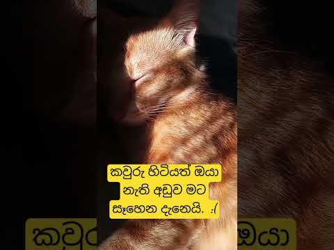 missing you. r.i.p manika #cat#memory#