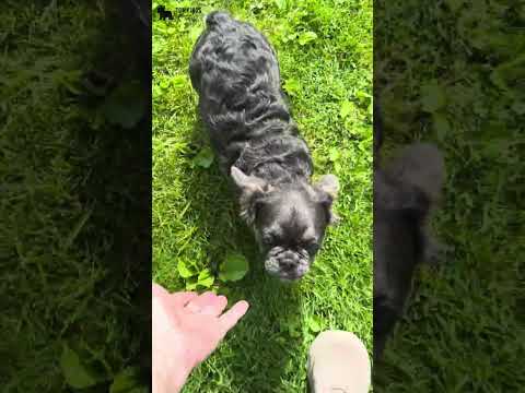 Video 2