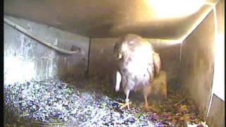 Lesser Kestrel last chick alone in nest