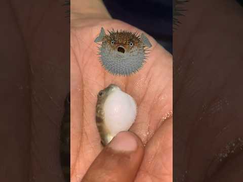 Puffer fish 🐡 leli #pufferfish #aquarium #petfish #petsvlog #puffer #aquariumfish #pets #mollyfish
