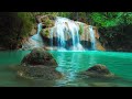 Instant Relief From Stress And Anxiety Birds Singing In The Forest Deep Healing Music For The Body