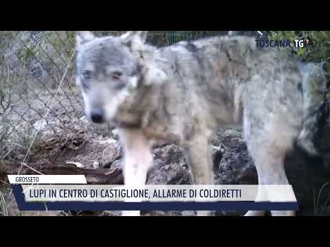 2023-06-06 GROSSETO - LUPI IN CENTRO DI CASTIGLIONE, ALLARME DI COLDIRETTI