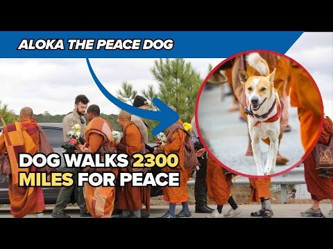 Monks Walk 2,300 Miles for Peace from Texas to DC