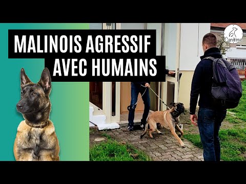 MALINOIS AGRESSIF avec les HUMAINS - AVANT / APRES