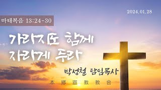 2024년1월28일, 마태복음 13:24-30(가라지도 함께 자라게 두라)