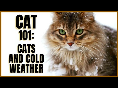 Cat 101: Cats and Cold Weather