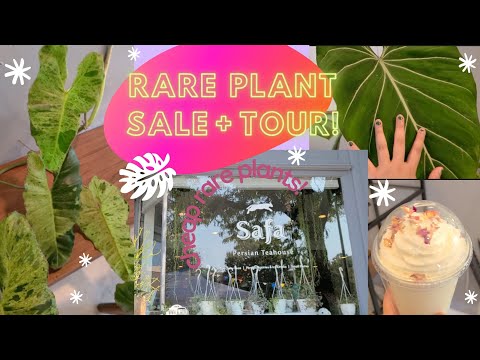Shop A Rare Plant Sale With Me + Safa Plant Store Tour In Philly
