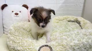 パピヨンの動画01