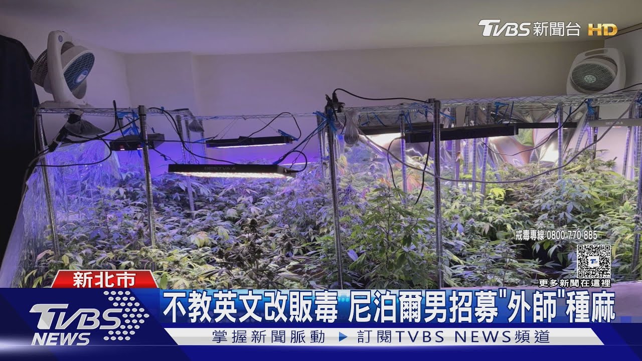 「外籍」補教師組大麻集團 透天厝成毒溫室