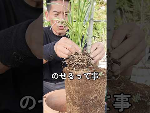 テラス、パティオ、バルコニーを美しくする、メンテナンス不要の屋外用鉢植えは何ですか?  庭園