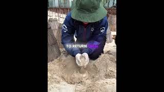 Download lagu She Raised Hundreds of Baby Turtles... Then Set Them FREE 🐢❤️ mp3 Download lagu She Raised Hundreds of Baby Turtles... Then Set Them FREE 🐢❤️ mp3