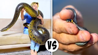 Giant Snakes VS Tiny Snakes by Brian Barczyk