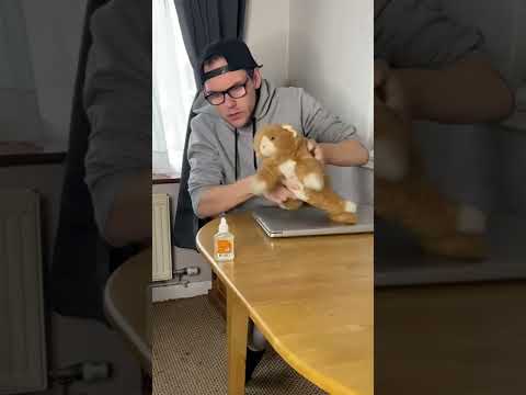 Teaching Naughty Cats a Lesson #shorts