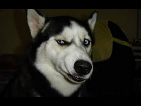 Pointy Bullets & Tube Mags