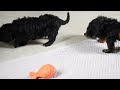 Cavapoo dogs for sale: Quinn - Video 1