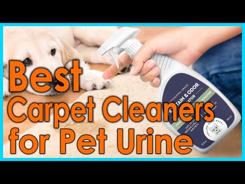 Best Carpet Cleaners for Pet Urine [Top 5 Picks]