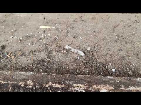 Attached Garage Full of Ants in Colts Neck, NJ