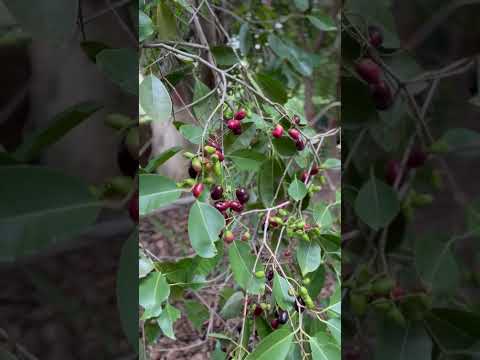 Indulge in Nature's Goodness Try our Jamun made products to enjoy all the health benefits it offers