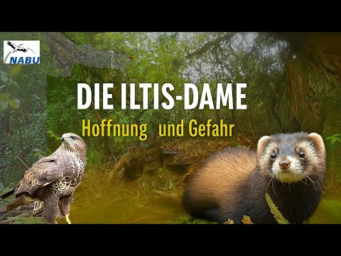 Die Iltis-Dame – Hoffnung und Risiko einer Auswilderung | NABU Homburg Naturfilm