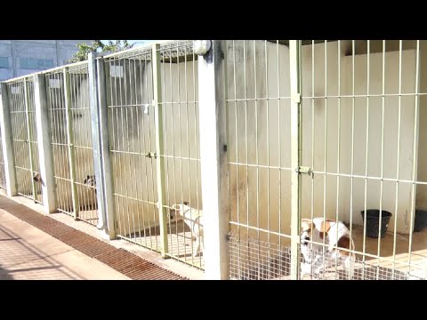 Canil Municipal pede doação de cobertores