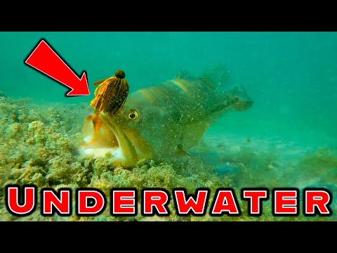 WHEN BASS ATTACK!!! Incredible Underwater Footage Of Bass Striking Lures!