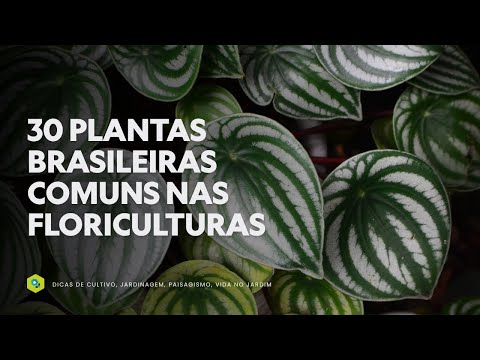 30 COMMON BRAZILIAN PLANTS IN FLORISTS