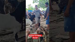 Download lagu halus tapi mengena,trik nawar kambing mp3