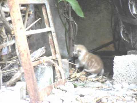 Micini a Sant'Arsenio - Funny Young Cats in Sant'Arsenio