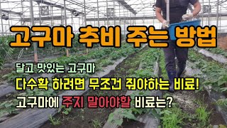 고구마 웃거름추비주는방법 고구마 다수확 하려면 무조건 줘야하는 비료와 고구마에 주지 말아야할 비료 고구마재배…