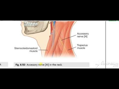 Accessory nerve 8