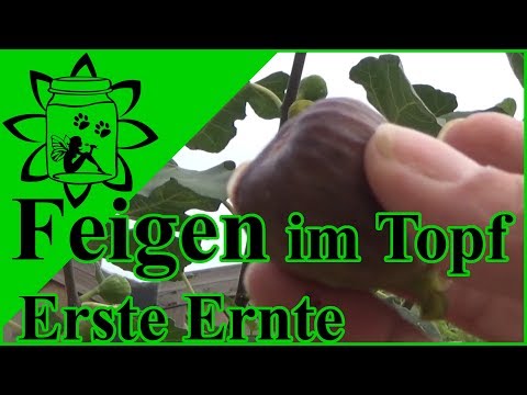 Feigen im Topf die erste Ernte | Feigenbaum im Kübel | Feigen selber anbauen auch auf dem Balkon