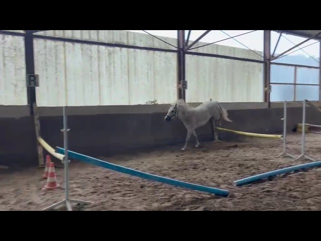 Ponette 3 ans Grande D