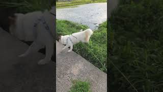 #保護犬 #愛犬 #いぬのいる暮らし #散歩 #癒し #いぬ動画