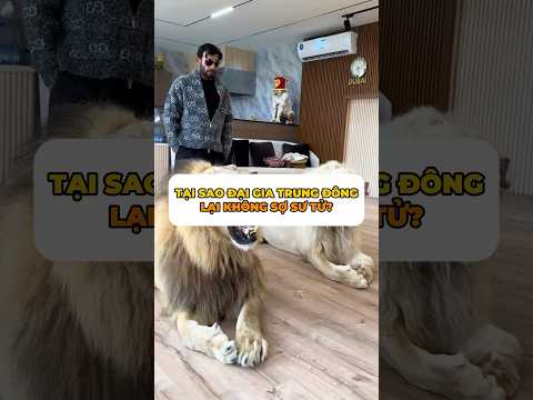 Tại sao sư tử lại tấn công người cho ăn? #hamanungniu #shorts