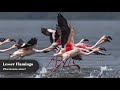 Lesser Flamingo Birding Frames Wildlife Photography