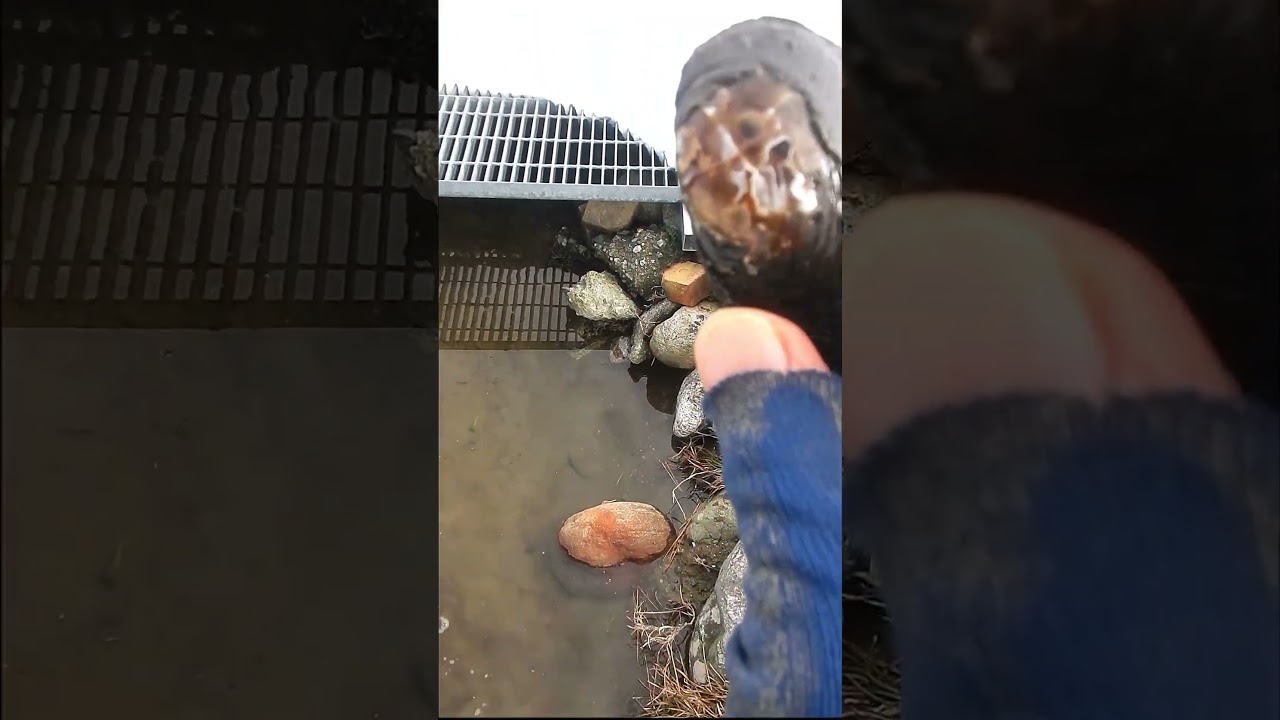 冬の溝、ガサガサでドブガイ