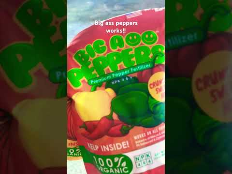 Big Ass Fertilizer is working! Check out my first pepper! #gardening #growyourownfood #fertilizer