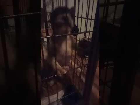 Dogs puppies.. Barking...... having 😊☺️🌄⭐