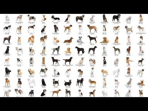 ALL 358 DOG BREEDS IN THE WORLD!