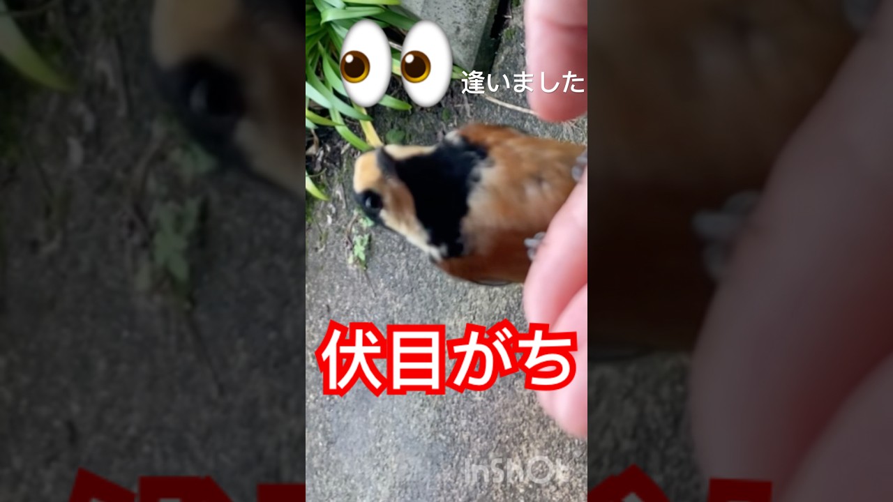 ヤマガラ手乗り