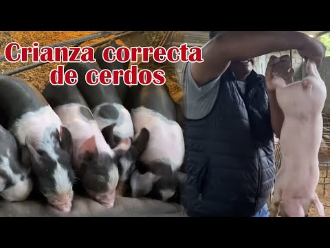 , title : '¿Cómo criar correctamente a tus cerdos? | Granja San Lucas'