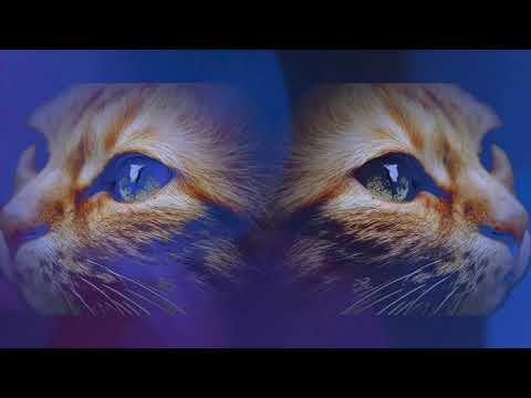 Video thumbnail for nyan hikari - NEW ver.