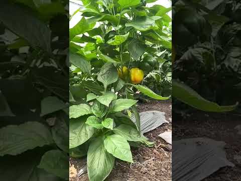 Abhay Horti Red Yellow Bell Paper Nyc fruit Colour Abraham & Rehana  vigures plant