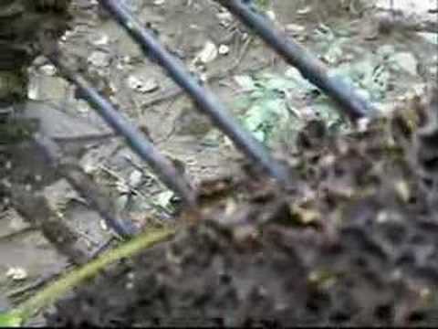 Thad eats Termites and bugs