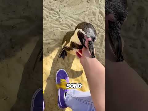 Cosa succede se accarezzi un pinguino?