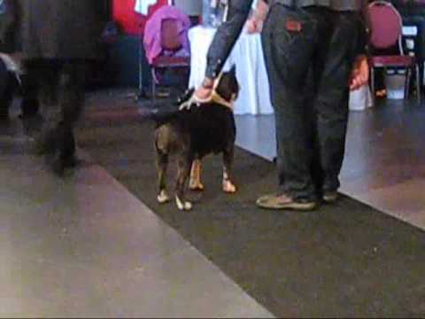 Picara y Mystica en Holanda 2009   De Cabanas Bullterrier