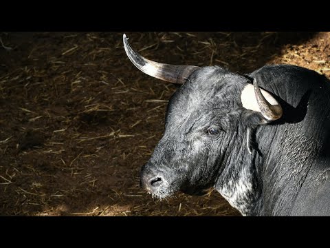 Espectacular desembarque de los toros de Saltillo y Los Maños